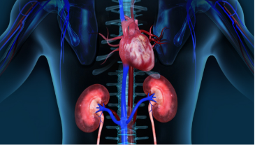 Anatomy of the human torso highlighting the heart and kidneys