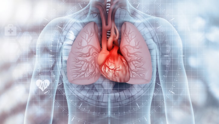 Anatomy of the human upper torso highlighting the heart and lungs