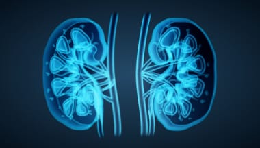 Visualization of kidneys