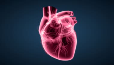 Visualization of a heart